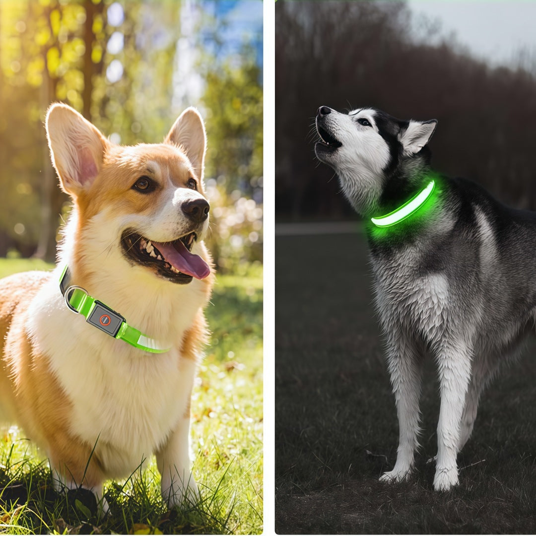 Glowing dog collar